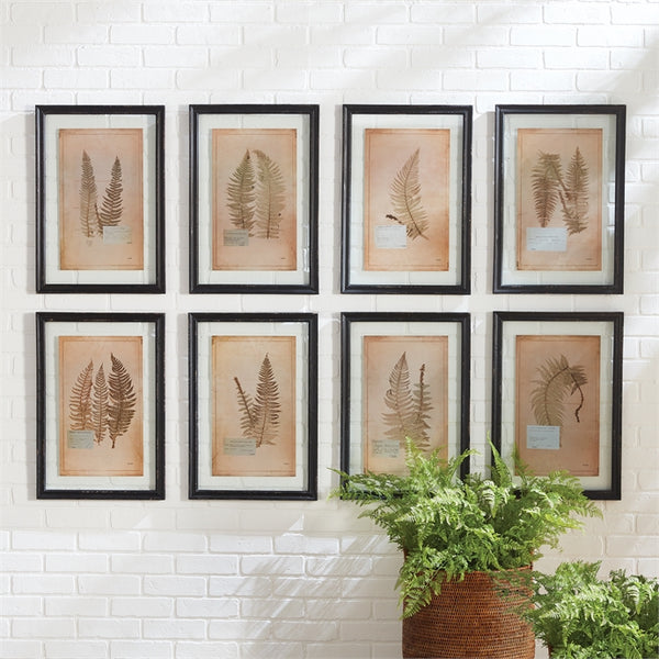 Napa Home & Garden Framed Vintage Fern Prints - Set of 8