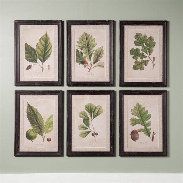 Napa Home & Garden Arborist Framed Prints - Set of 6