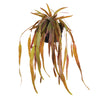 Napa Home & Garden Rhipsalis Drop-In - 23"