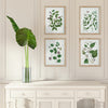 Napa Home & Garden Verdant Branch Prints - Set of 4