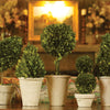 Napa Home & Garden Boxwood Topiaries in Pots - Set of 8