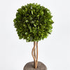 Napa Home & Garden Boxwood Single Sphere Topiary Drop-in