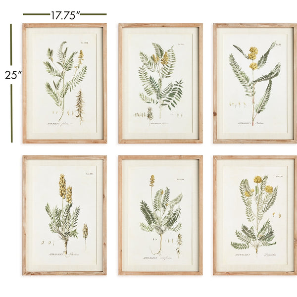 Napa Home & Garden Midsummer Blooms Prints - Set of 6