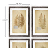 Napa Home & Garden Framed Vintage Fern Prints - Set of 8