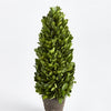 Napa Home & Garden Boxwood Cone Topiary Drop-in