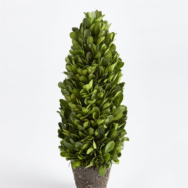 Napa Home & Garden Boxwood Cone Topiary Drop-in