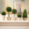 Napa Home & Garden Boxwood Topiaries in Pots - Set of 5