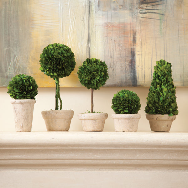 Napa Home & Garden Boxwood Topiaries in Pots - Set of 5