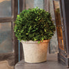 Napa Home & Garden Boxwood  Ball in Pot