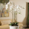 Napa Home & Garden Phalaenopsis Orchid Drop-In