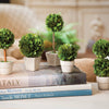 Napa Home & Garden Boxwood Mini Topiaries in Pots - Set of 5