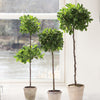 Napa Home & Garden Ficus Topiary in Pot - 31"