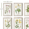 Napa Home & Garden Perennial Botanical Study - Set of 6
