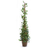 Napa Home & Garden Ivy Cone Topiary Potted