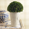 Napa Home & Garden Boxwood Three-Quarter Ball in Pot