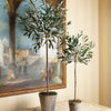 Napa Home & Garden Olive Tree Potted