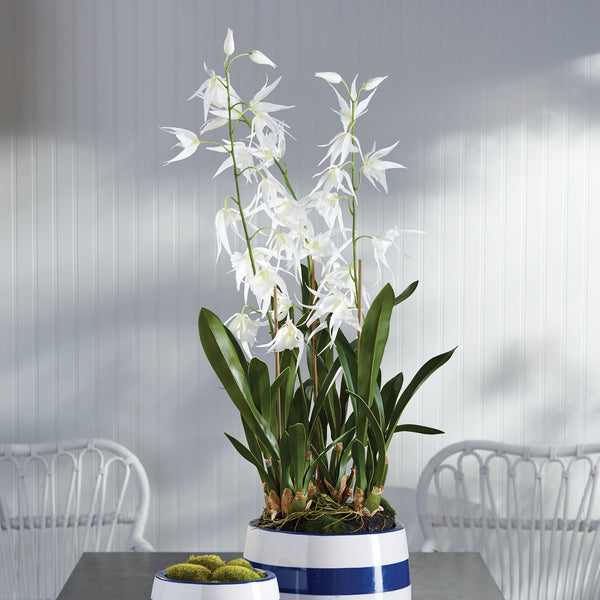 Napa Home & Garden Spider Orchid Drop-in - 44"