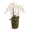 Napa Home & Garden Phalaenopsis Orchid Drop-In