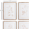 Napa Home & Garden Blush Botanical Study - Set of 4