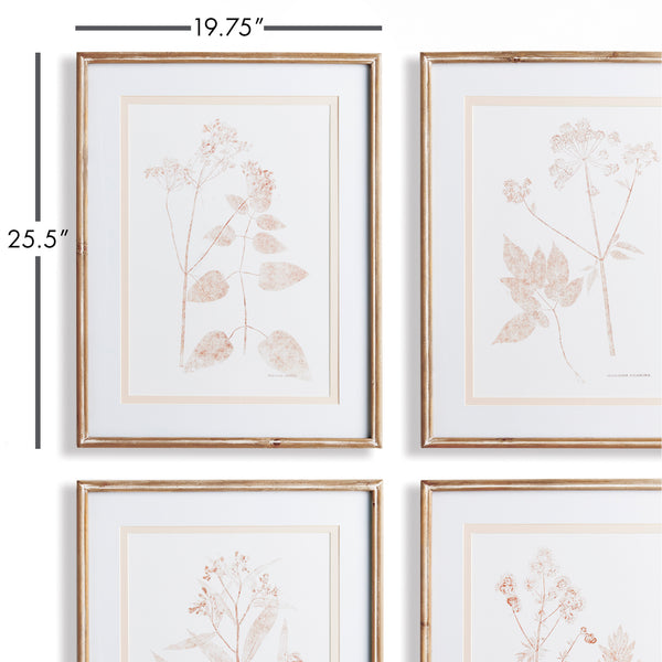 Napa Home & Garden Blush Botanical Study - Set Of 4