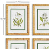 Napa Home & Garden White Floral Study - Set Of 4