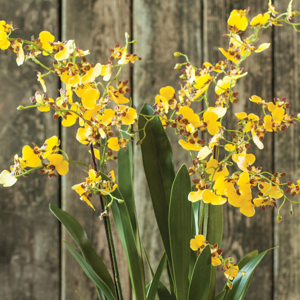 Napa Home & Garden Dancing Orchid Drop-In - 32"