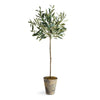 Napa Home & Garden Olive Tree Potted