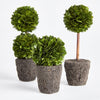 Napa Home & Garden Boxwood Mini Topiary Drop-ins - Set of 3