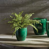 Napa Home & Garden Boston Fern Drop-In - 16"
