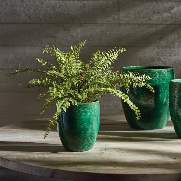 Napa Home & Garden Boston Fern Drop-In - 16"