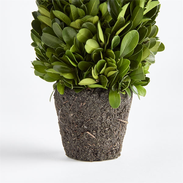 Napa Home & Garden Boxwood Cone Topiary Drop-in