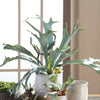 Napa Home & Garden Staghorn Fern Drop-in