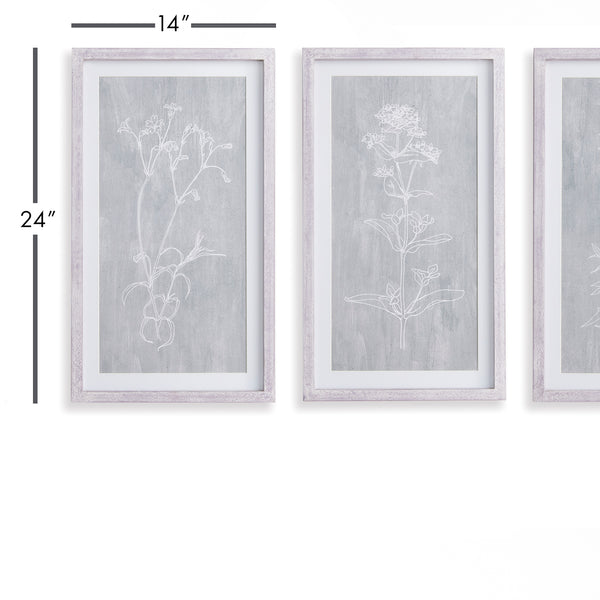Napa Home & Garden Sketched Botanical Prints - Set Of 3