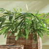 Napa Home & Garden Hare's Foot Fern Potted - 36"