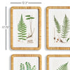 Napa Home & Garden Forest Fern Prints - Set Of 4