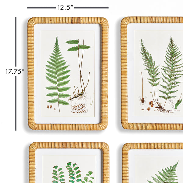 Napa Home & Garden Forest Fern Prints - Set Of 4