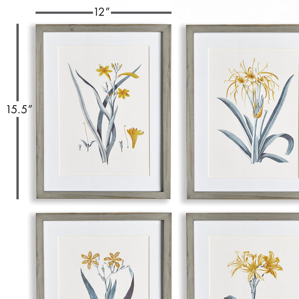 Napa Home & Garden Daffodil Prints - Set Of 4