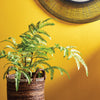 Napa Home & Garden Forest Fern Drop-In