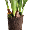 Napa Home & Garden Tulip Drop-In - 22"