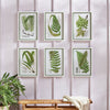 Napa Home & Garden Layered Fern Prints - Set of 6