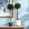Napa Home & Garden Boxwood Single Sphere Topiary Drop-in