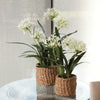 Napa Home & Garden Agapanthus Drop-In