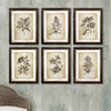 Napa Home & Garden Framed Vintage Floral Prints - Set of 6