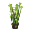 Napa Home & Garden Sarracenia Drop-In