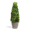 Napa Home & Garden Boxwood Cone Topiary Drop-in