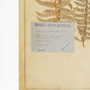 Napa Home & Garden Framed Vintage Fern Prints - Set of 8