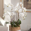 Napa Home & Garden Phalaenopsis Orchid Drop-In