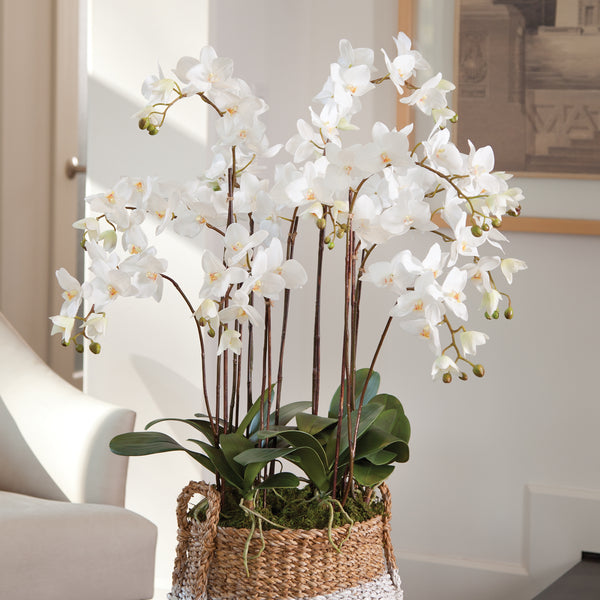 Napa Home & Garden Phalaenopsis Orchid Drop-In