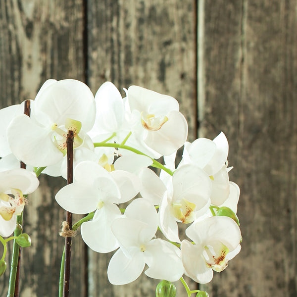 Napa Home & Garden Phalaenopsis Orchid Drop-In
