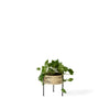 Audo Umanoff Planter - 11 inch